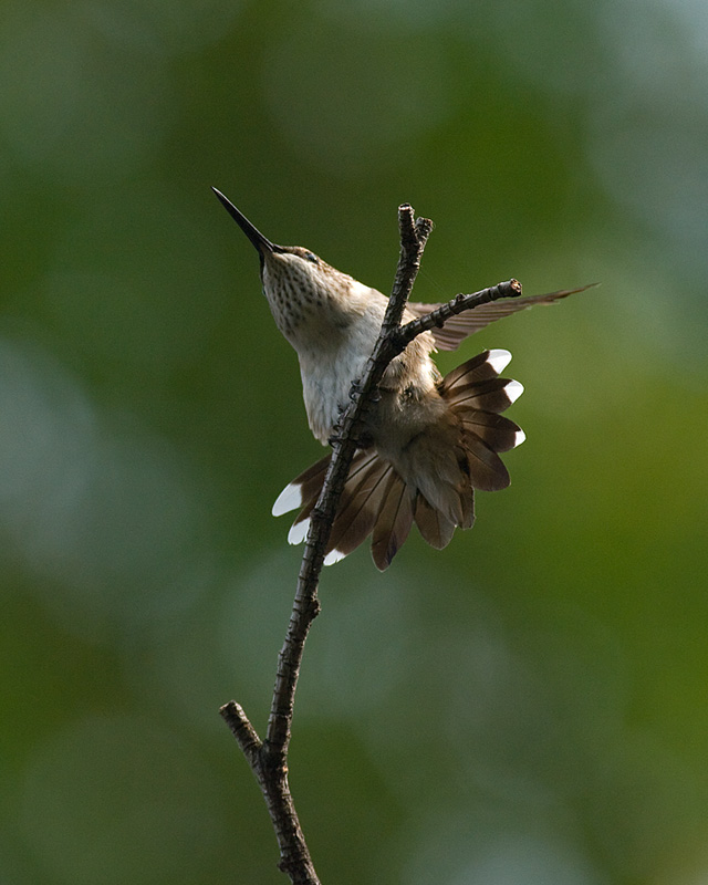 Fan-tail IMGP0613.jpg