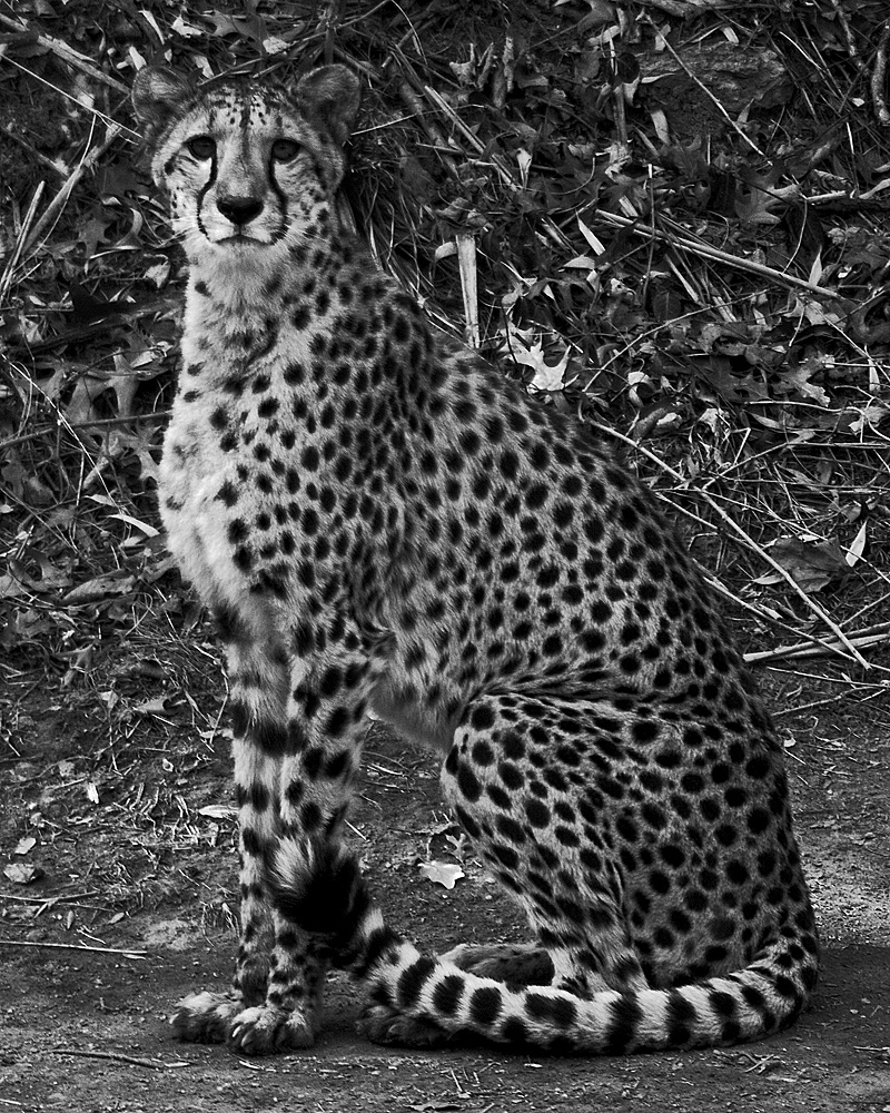 Cheetah Black and White IMGP2067.jpg