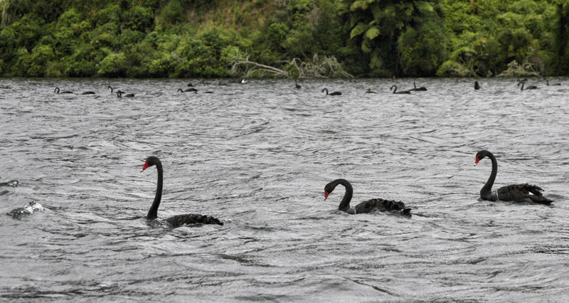 Swans on Rotoiti