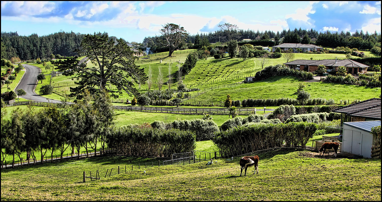 Waimauku countryside