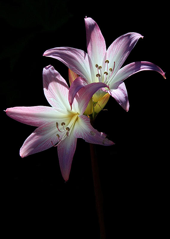 Naked Ladies
