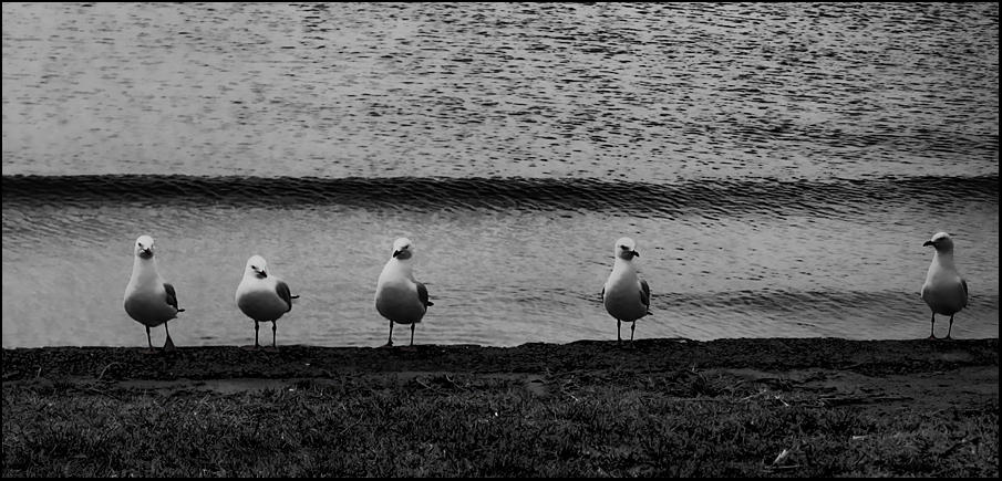 Seagulls lined up at the beach