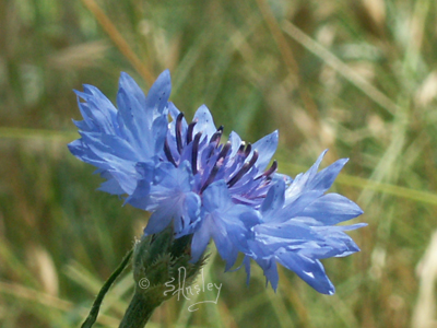 Corn Flower also called Bachelor's Button