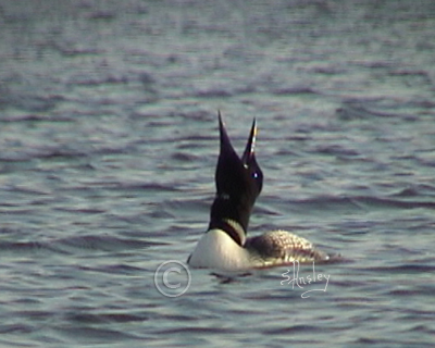 Common Loon