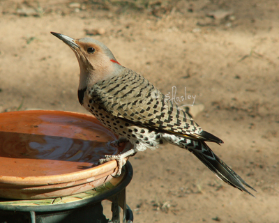 Northern Yellow-shafted Flicker