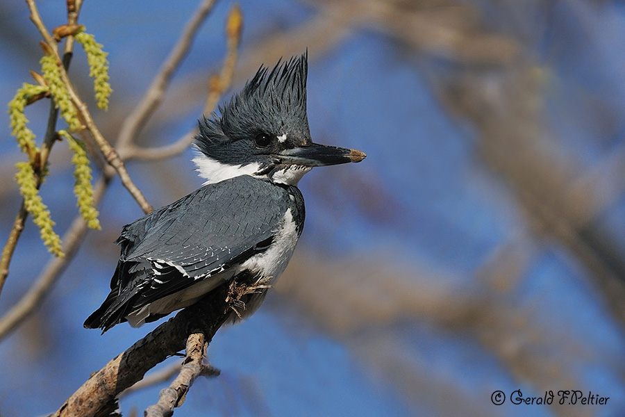  Belted Kingfisher 5