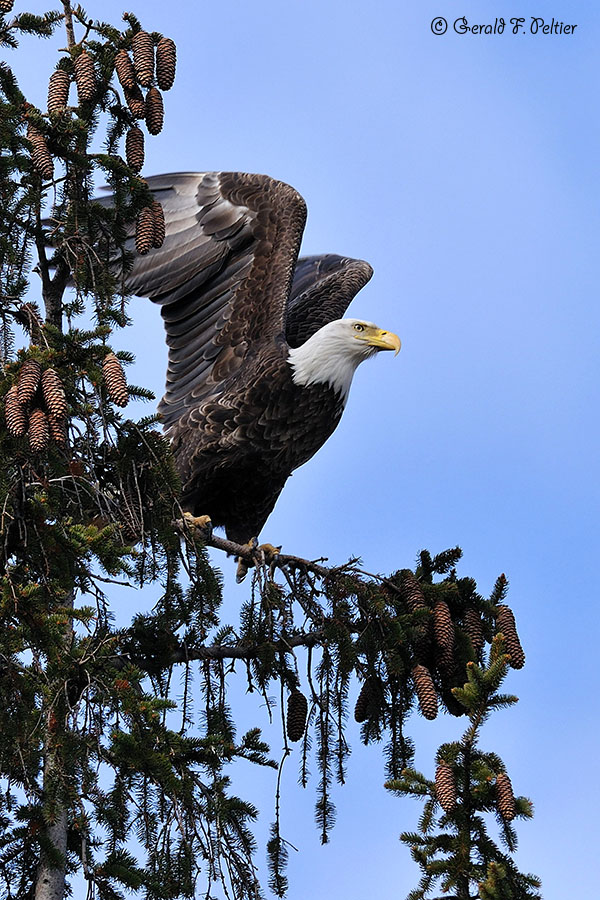  Bald Eagle 11