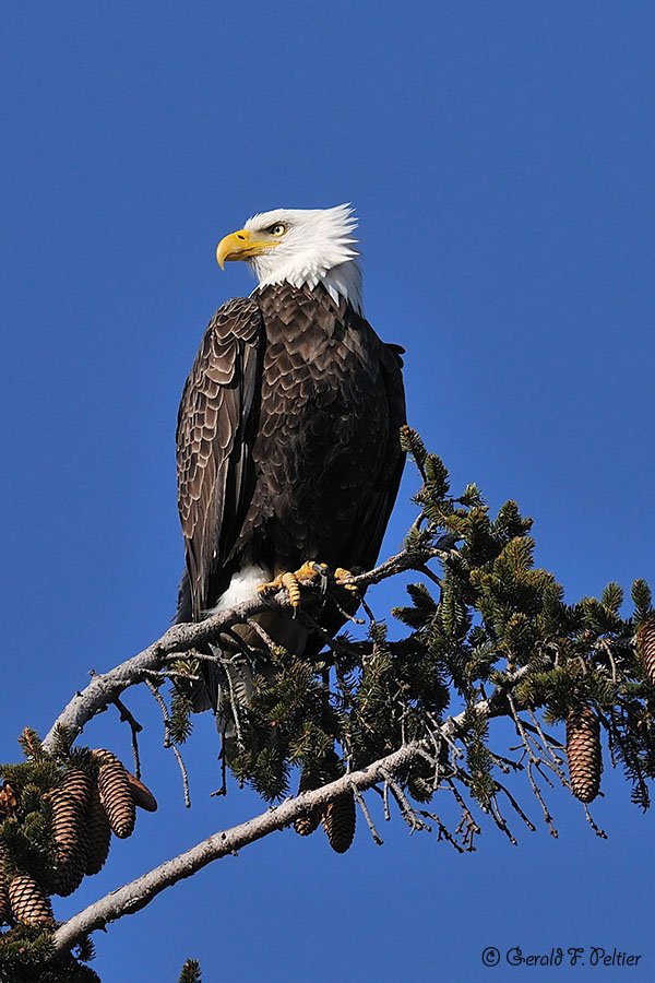   Bald Eagle 16