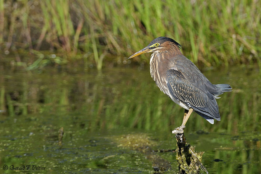  Green Heron 9