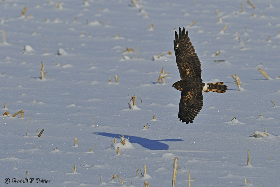  Northern Harrier 4