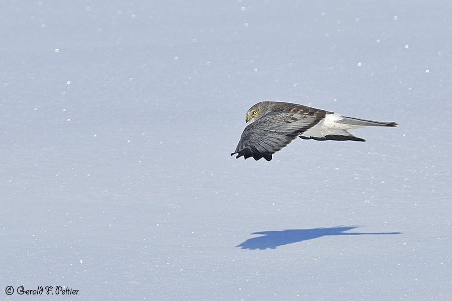  Northern Harrier 6