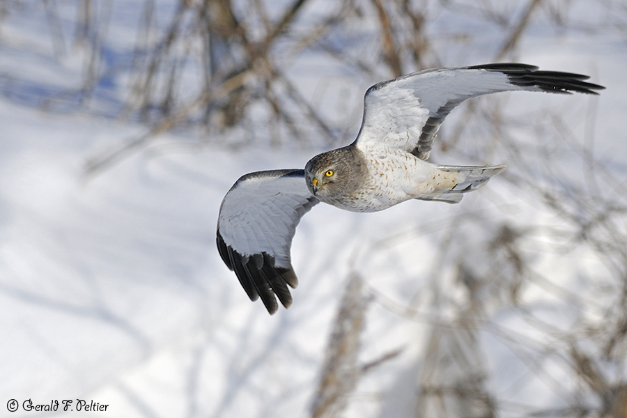 Northern Harrier 7