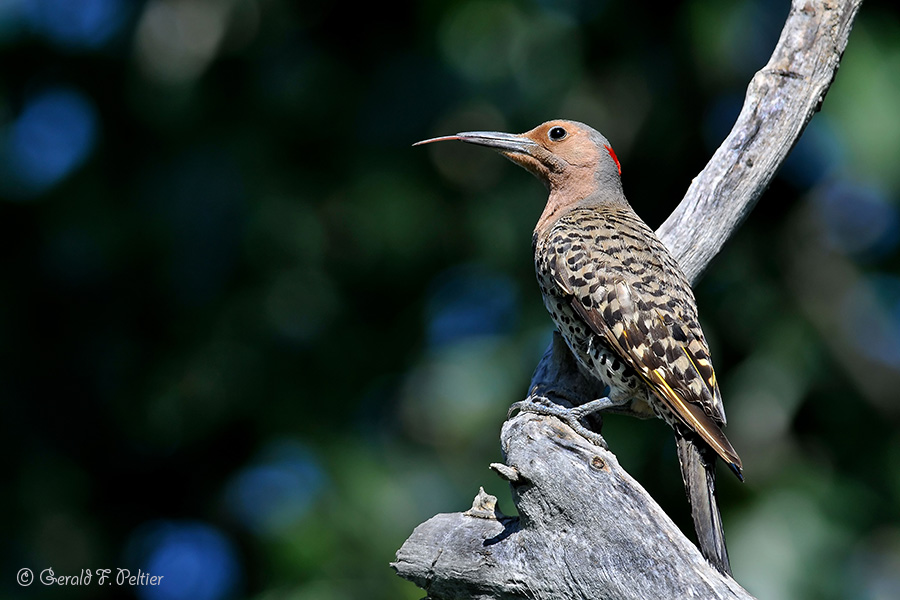 Northern Flicker 1