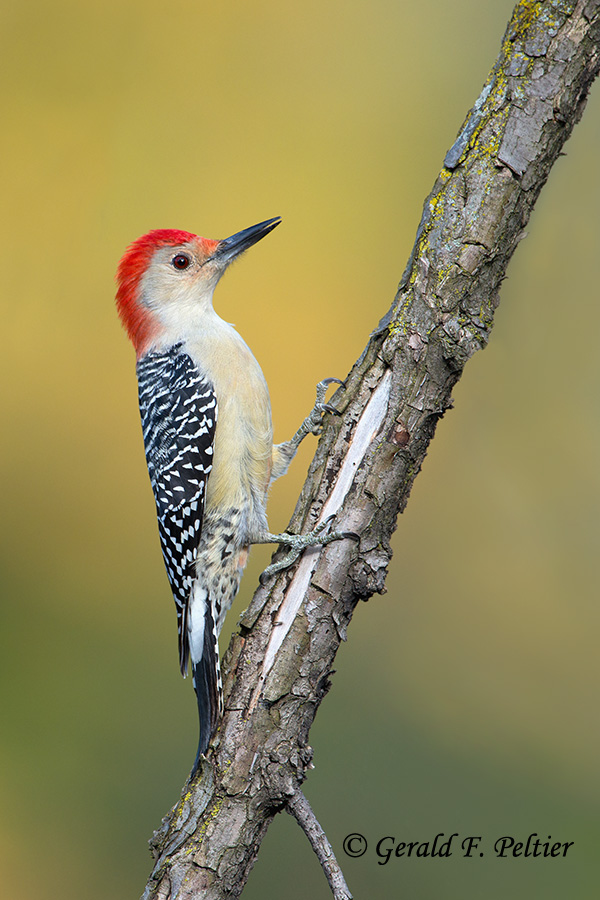 Red - bellied Woodpecker