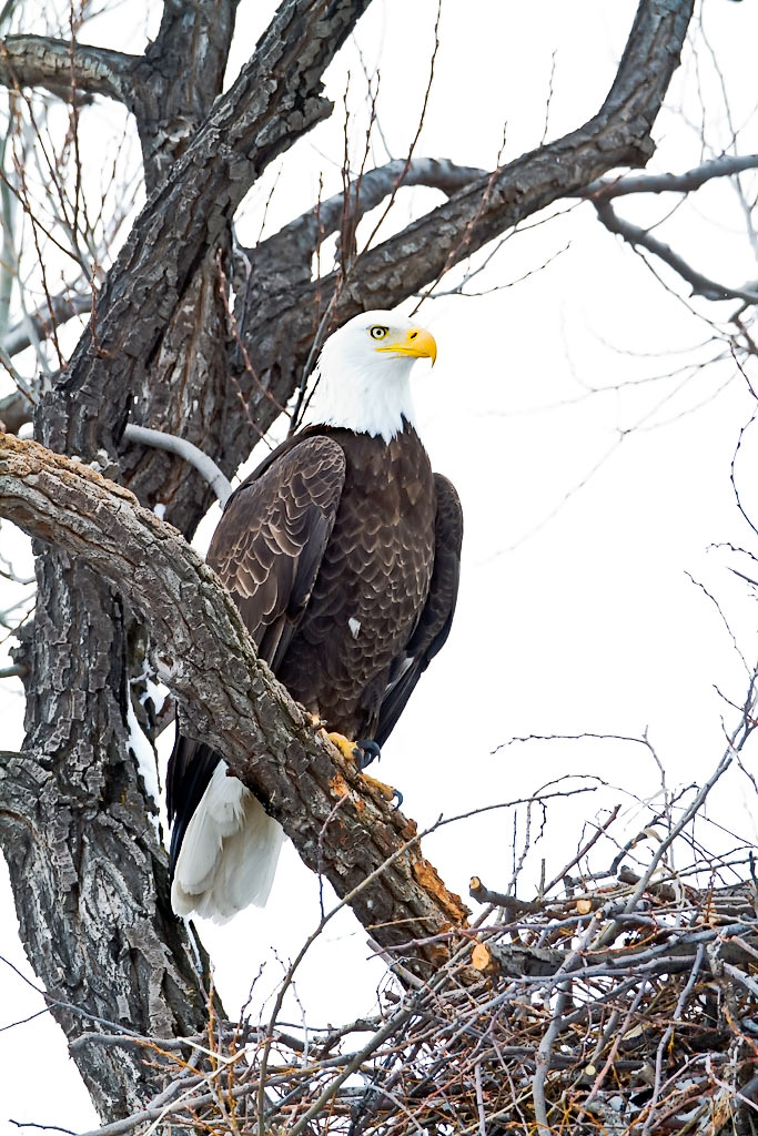 Bald Eagle