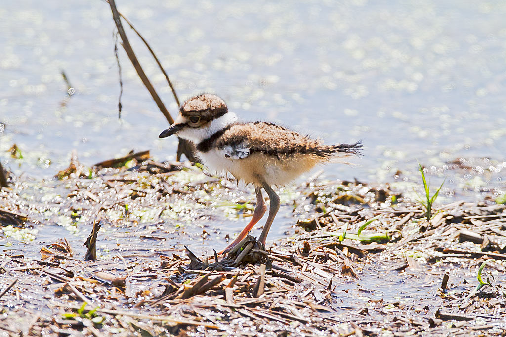 Killdeer Chick