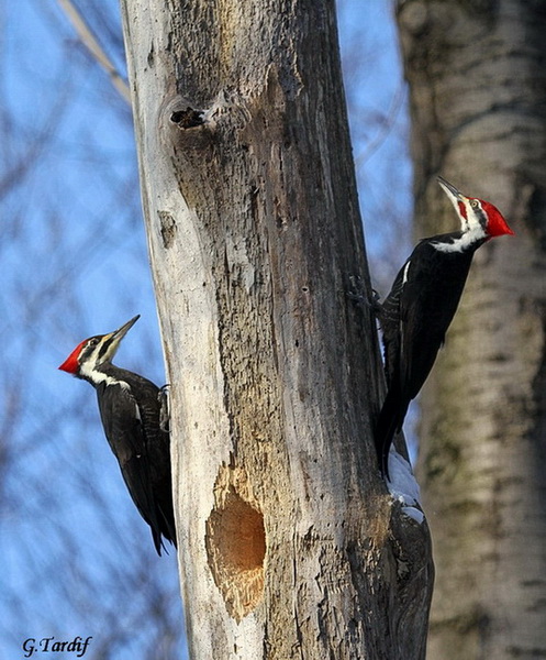 Grand Pic / Pileated Woodpecker 