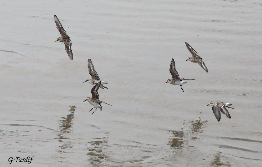 Bcasseau semipalm / Semipalmated Sandpiper