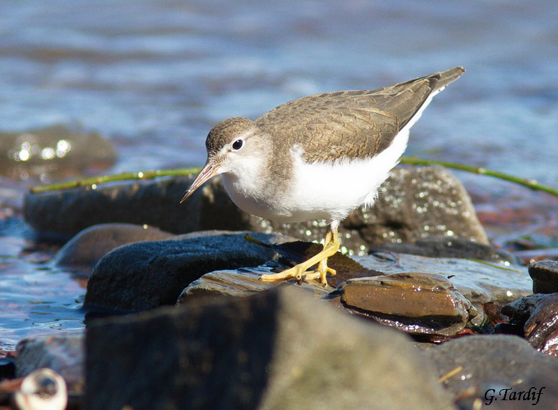 Chevalier grivel(imm) / Spotted Sandpiper