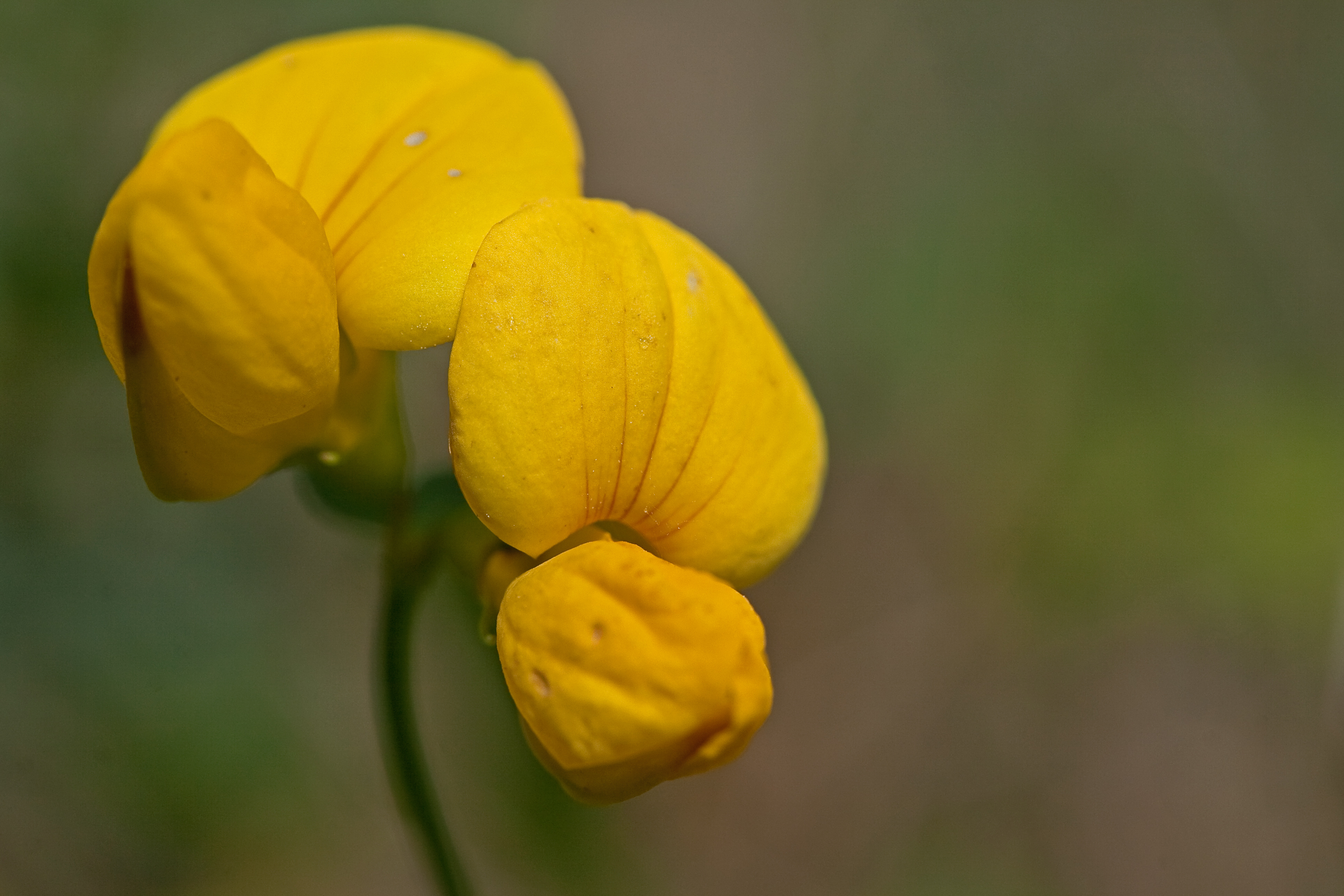 Birds Foot Trefoil