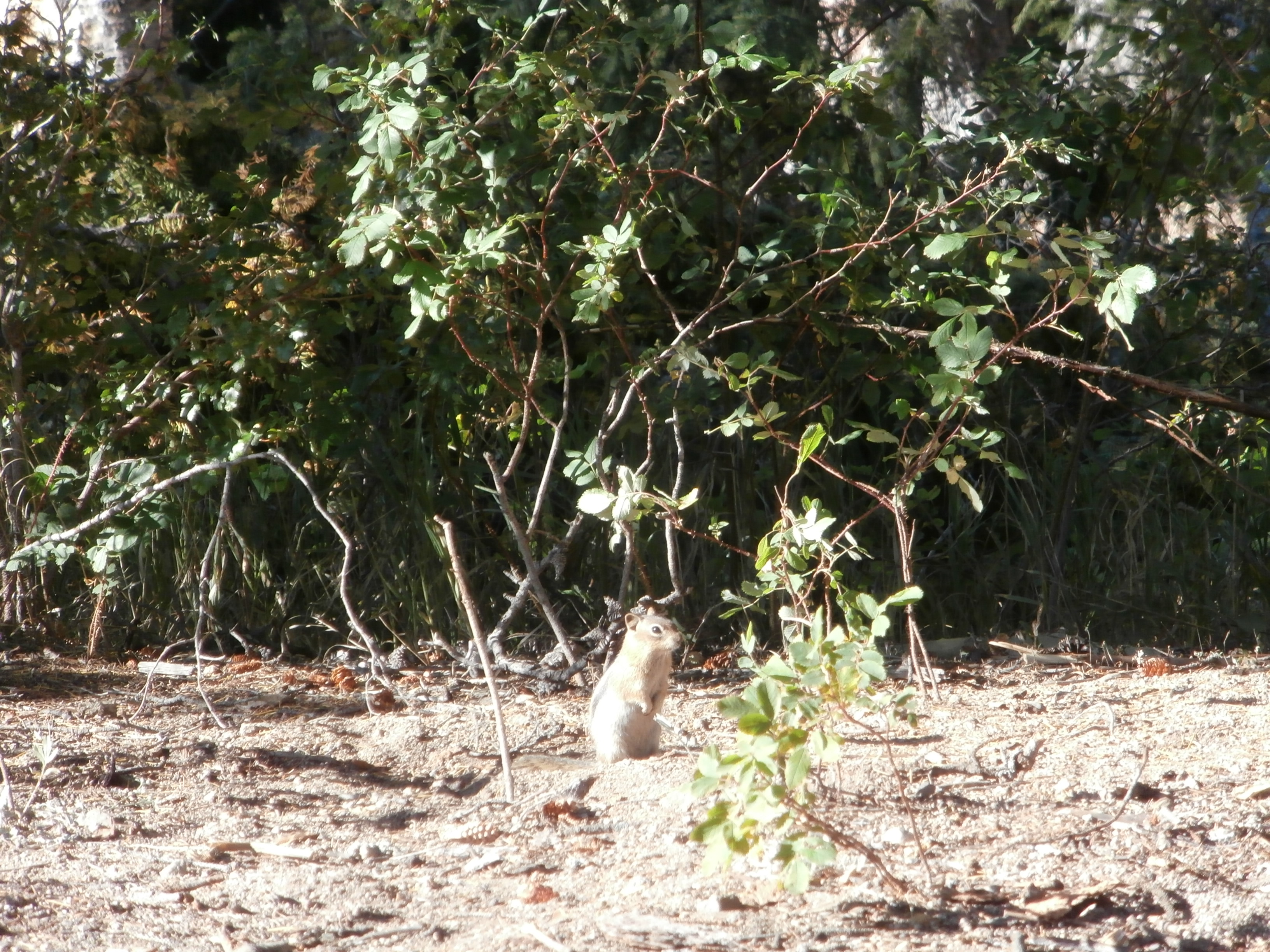 Golden Mantle Ground Squirrel