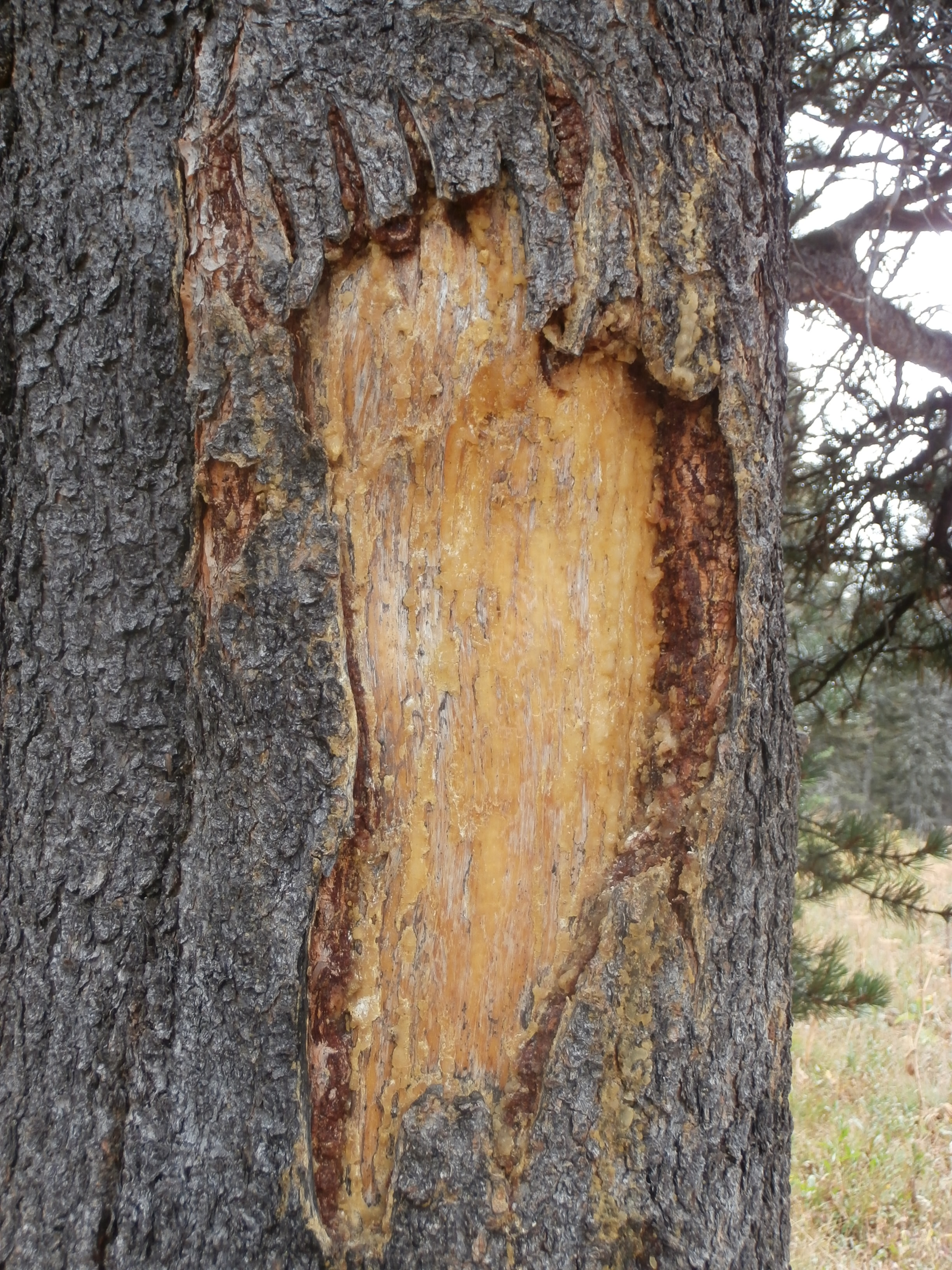 Bear Claw Marks On Tree