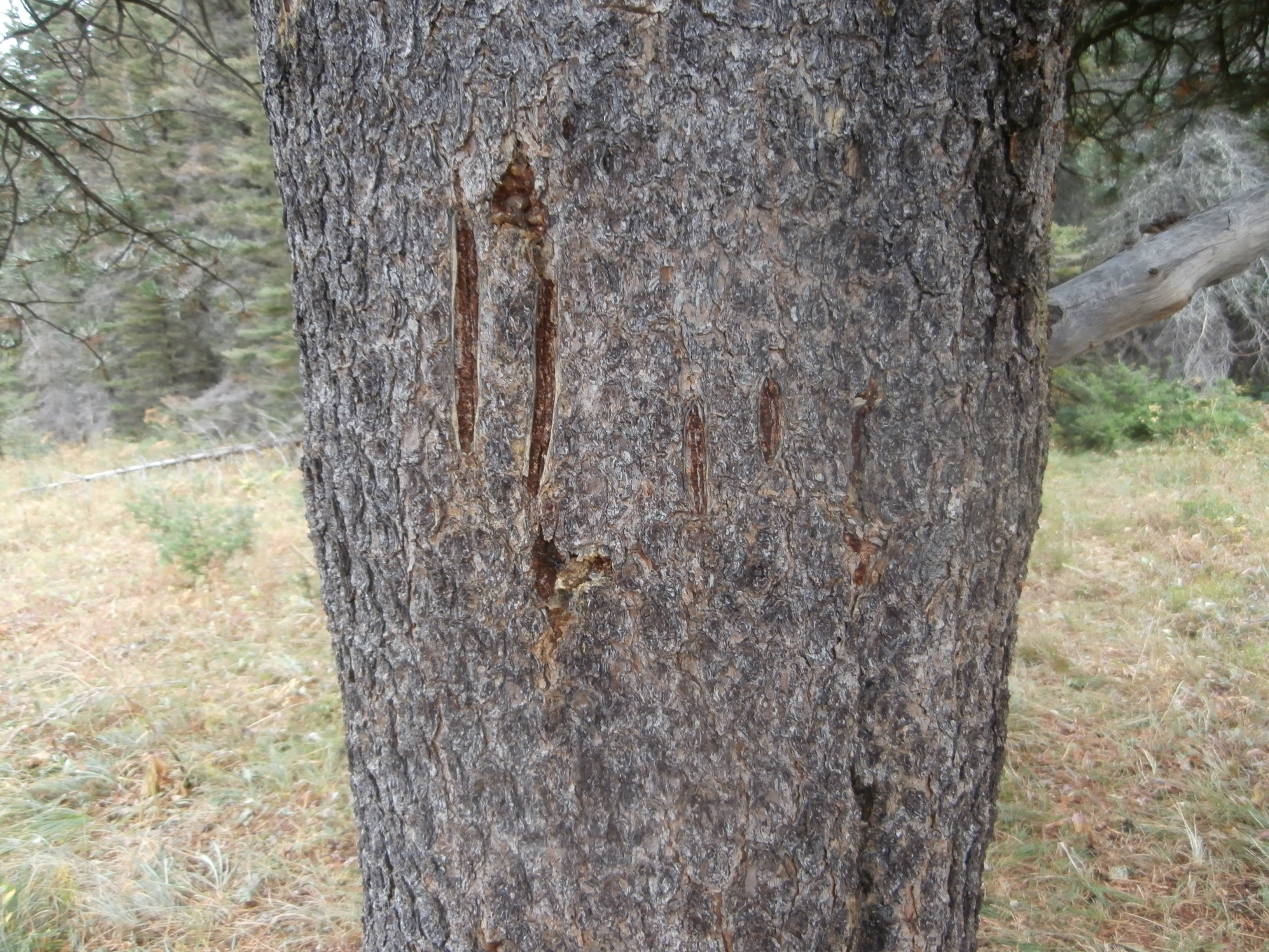 Bear Claw Marks On Tree