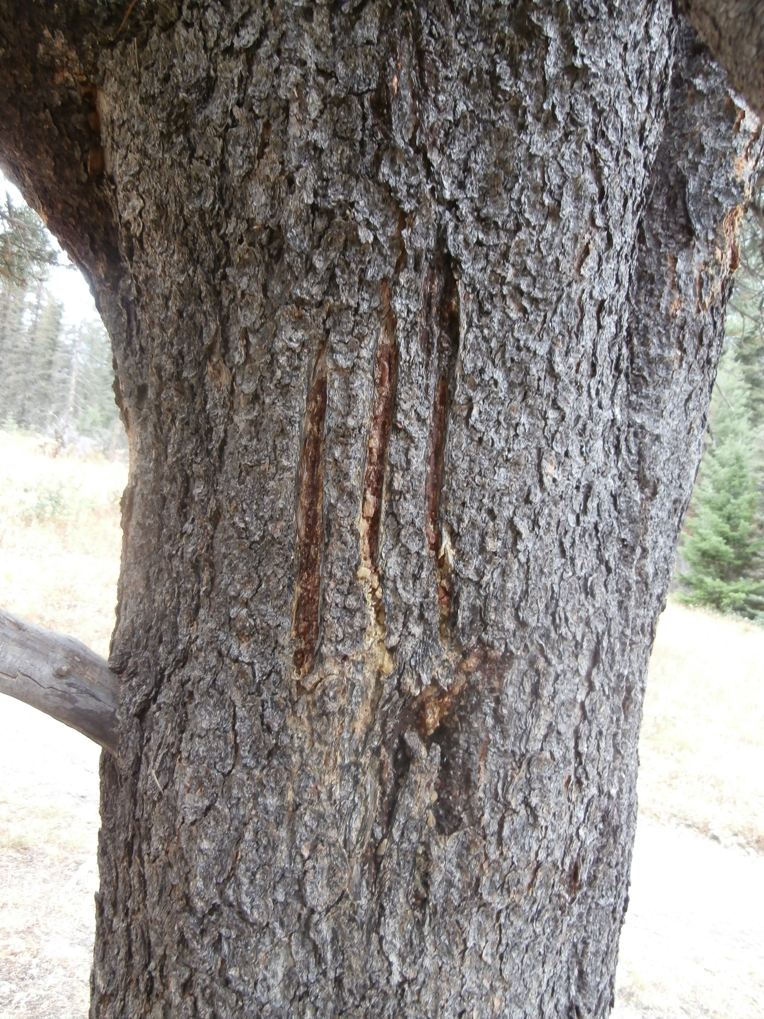 Bear Claw Marks on Tree