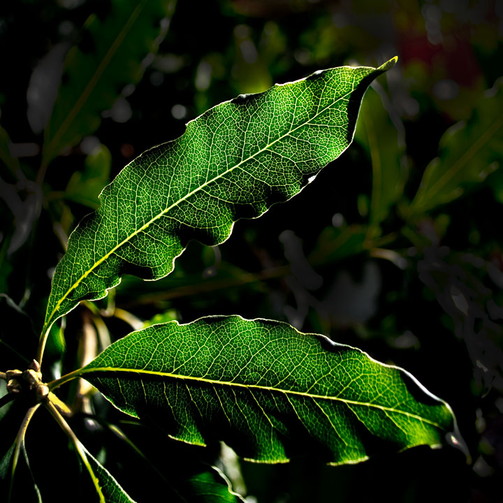 Two Leafs Back-lit by the Sun