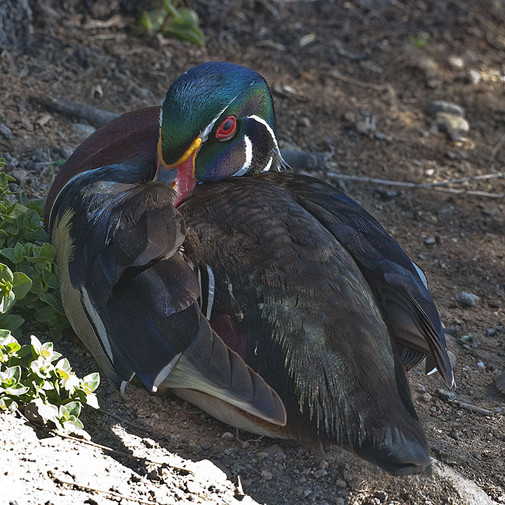 A New Wood Duck Family
