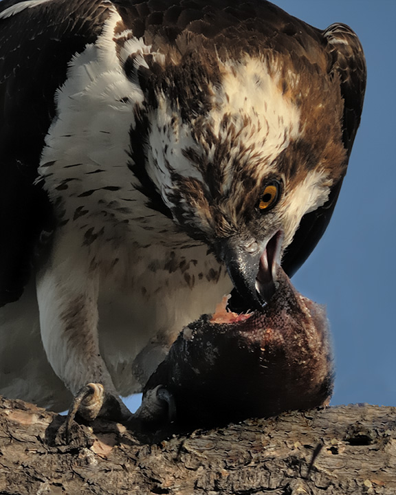Young Osprey Eating a Trout