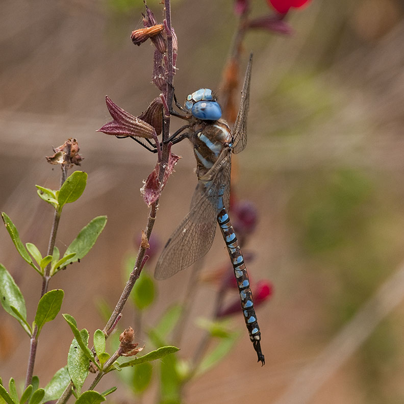 Blue Eyed Darner 469