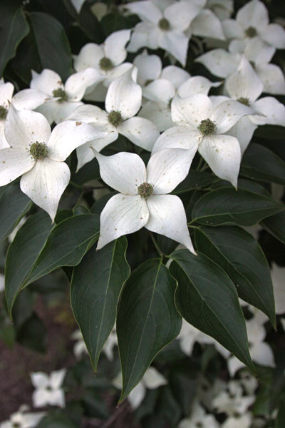 Backyard Dogwood (30)