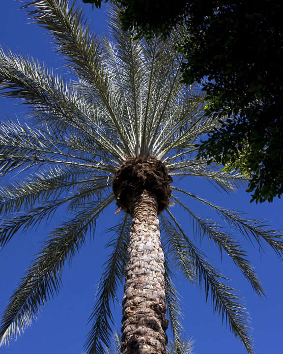 Palm