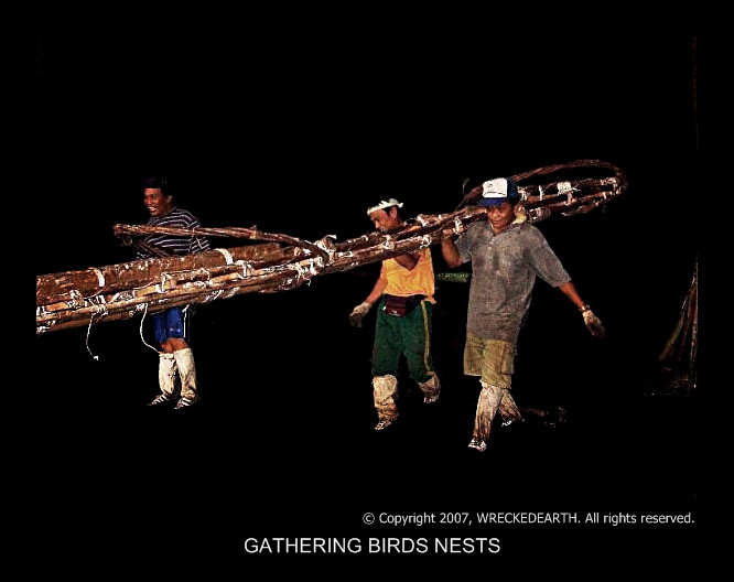 GATHERING BIRDS NESTS.jpg