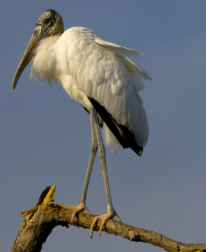 Wood Stork