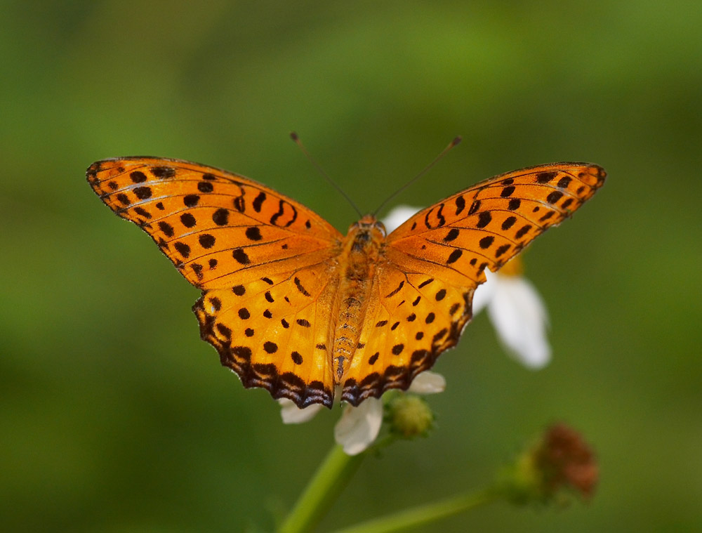 Indian Fritillary (male) 斐豹蛺蝶（雄）Argyreus hyperbius
