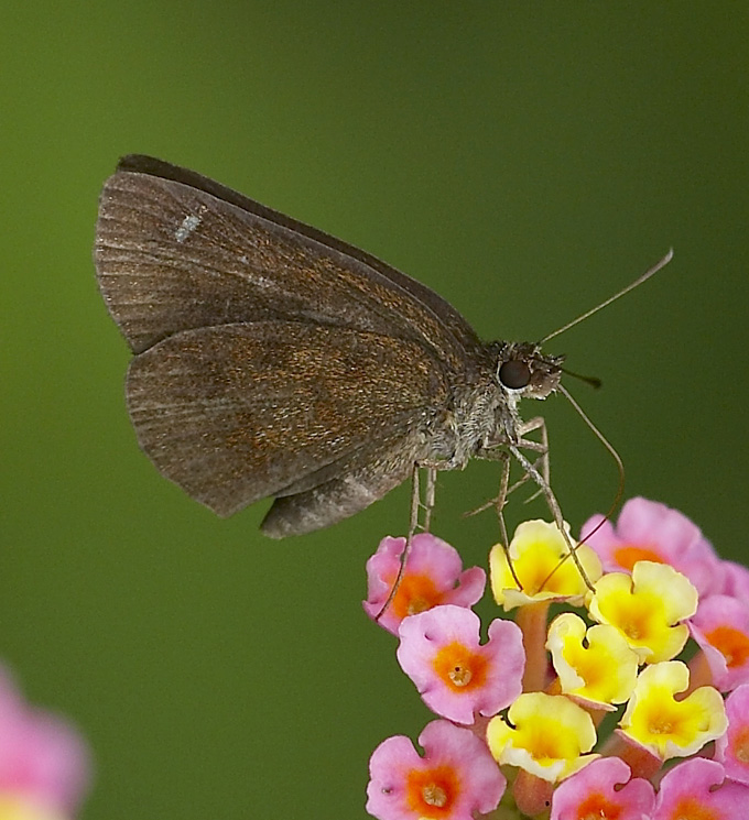 Forest Hopper 腌翅弄蝶 Astictopterus jama