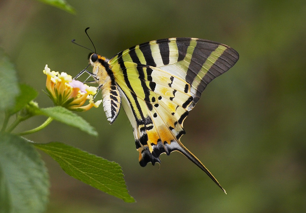 Five-bar Swordtail 綠鳳蝶 Pathysa antiphates