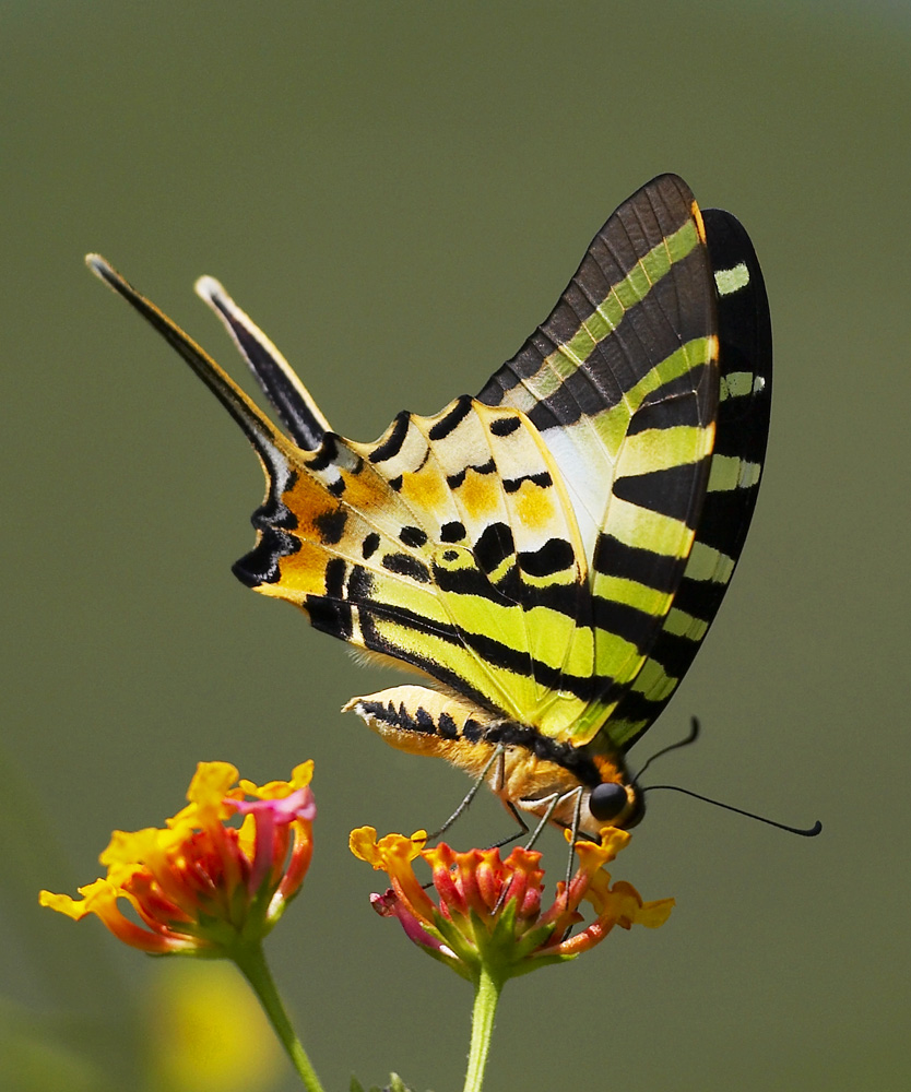 Five-bar Swordtail 綠鳳蝶 Pathysa antiphates