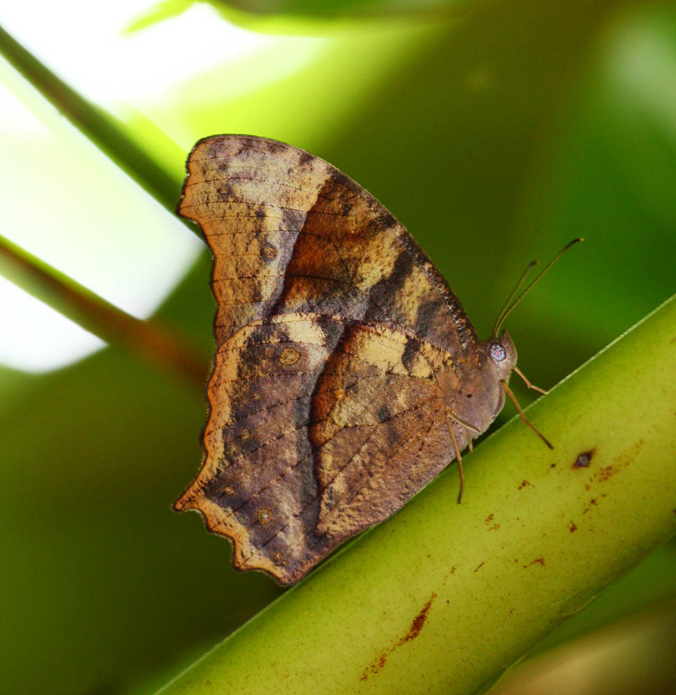 Dark Evening Brown (dry season) 睇暮眼蝶(旱季型) Melanitis phedima