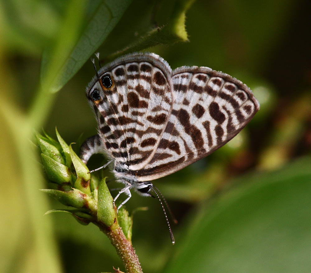 Oriental Striped Blue 細灰蝶 Leptotes plinius