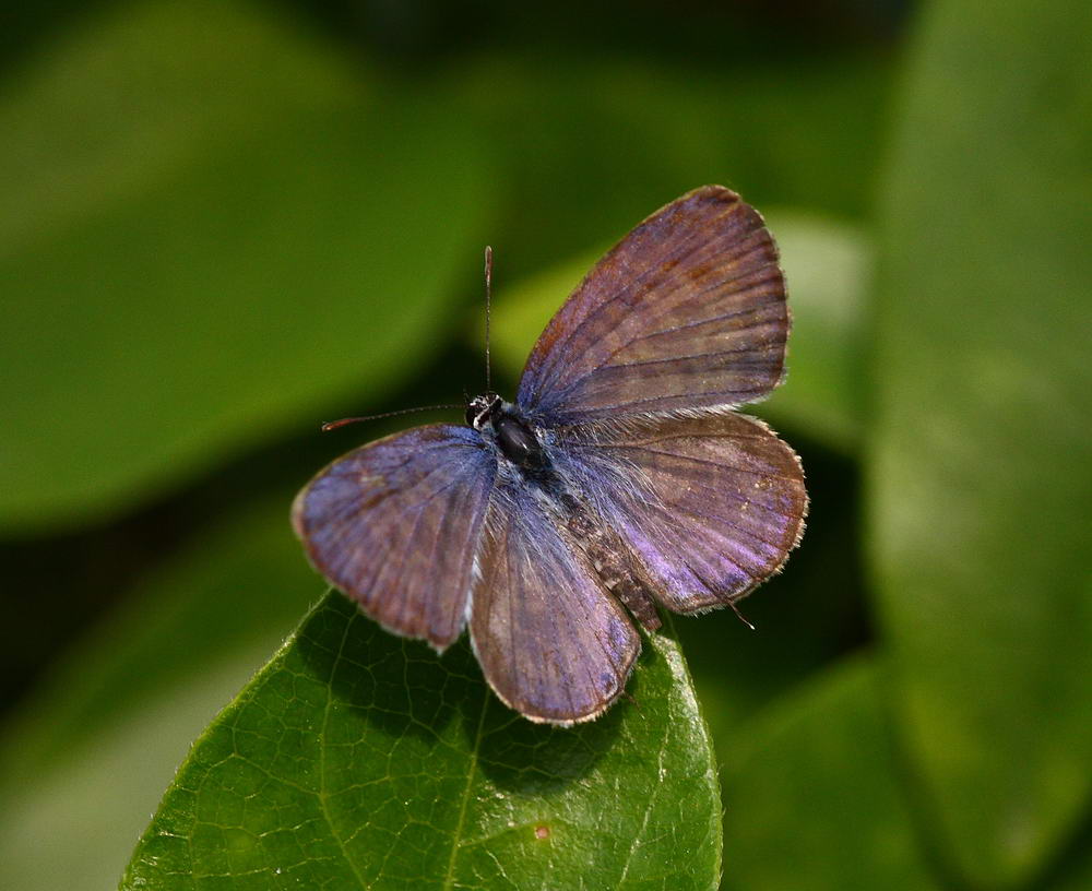 Oriental Striped Blue (male) 細灰蝶 Leptotes plinius
