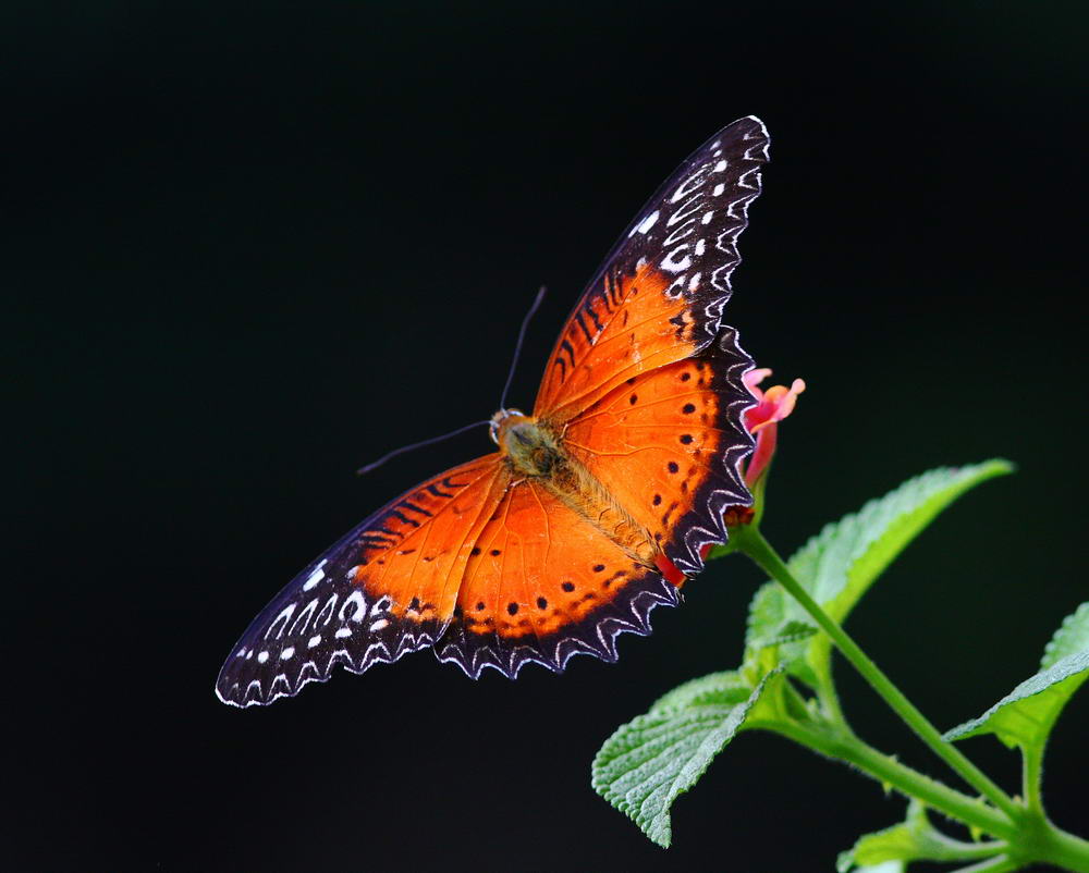 Red Lacewing (male) 紅鋸蛺蝶（雄）Cethosia biblis
