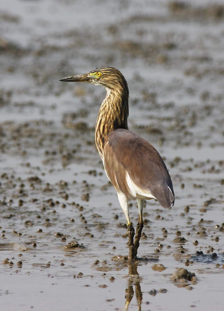 Chinese Pond Heron 池鷺