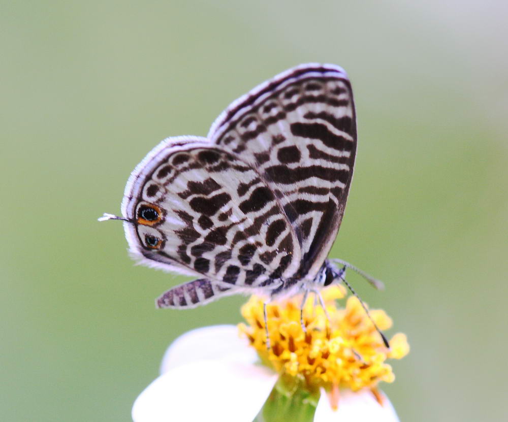 Oriental Striped Blue 細灰蝶 Leptotes plinius