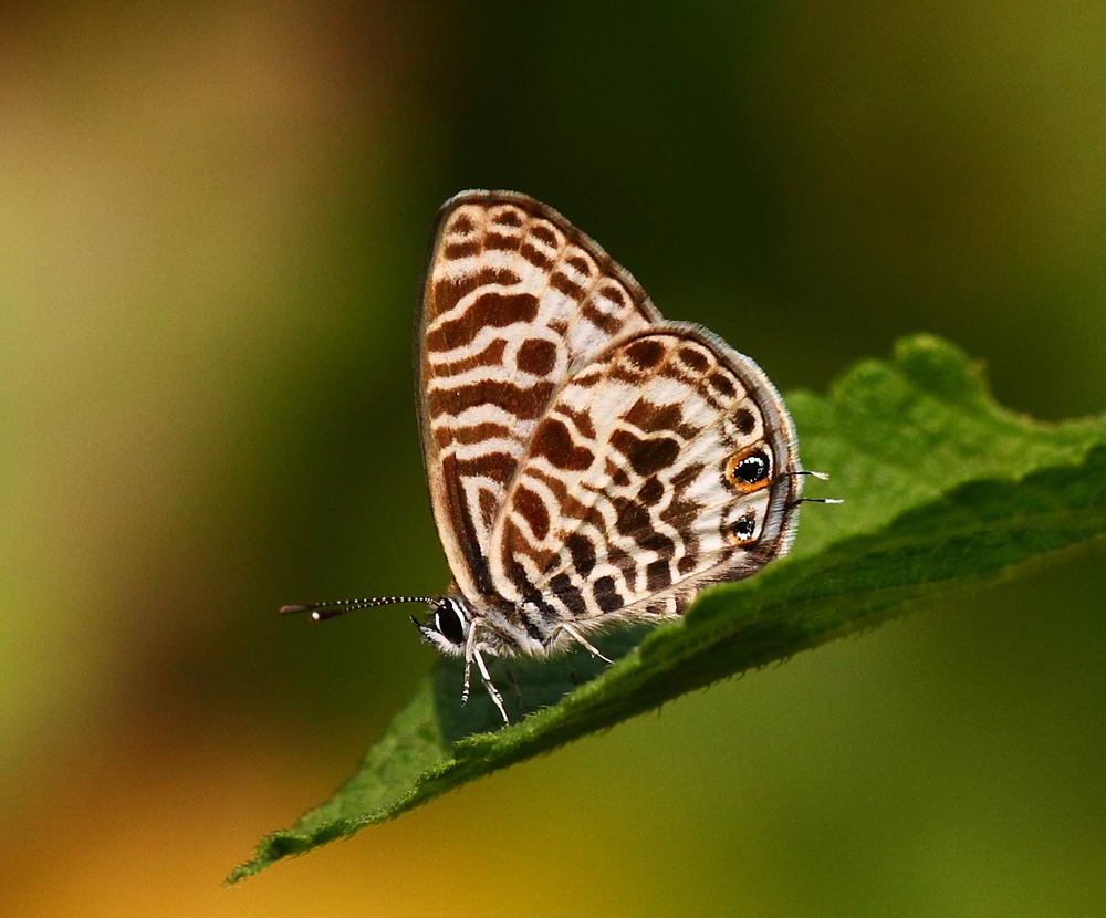 Oriental Striped Blue 細灰蝶 Leptotes plinius