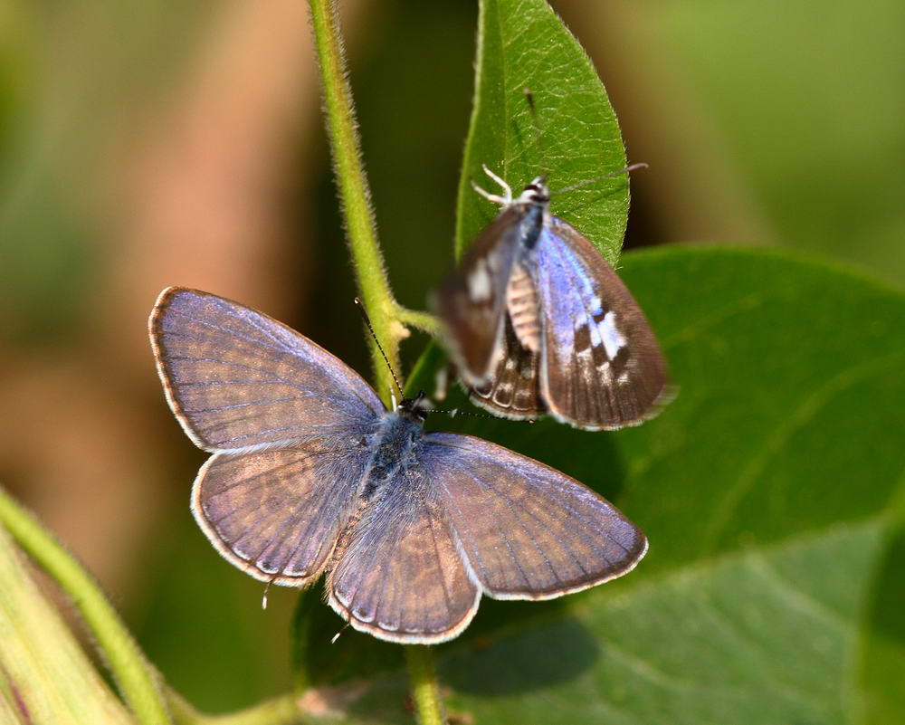 Oriental Striped Blue 細灰蝶 Leptotes plinius