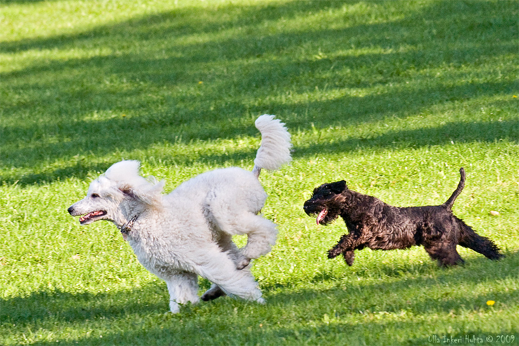 Bonnie and lla in full speed