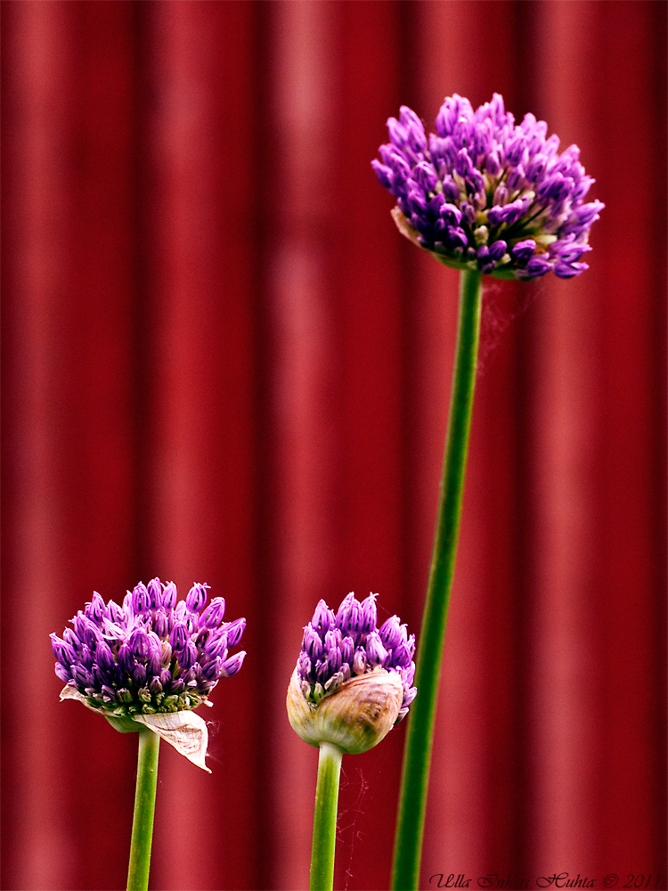 Allium by the garden shed